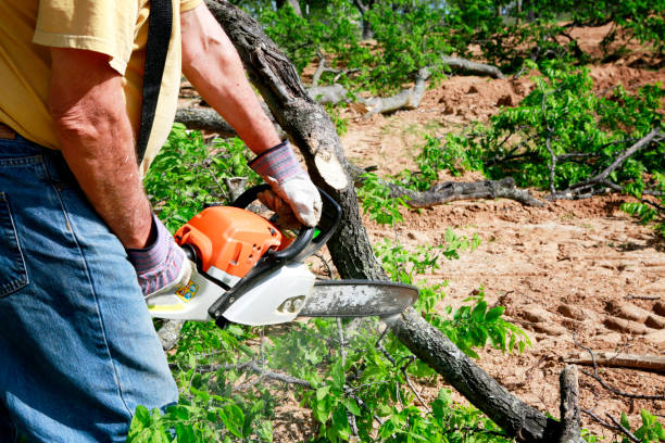 Best Large Tree Removal  in Pho, IL